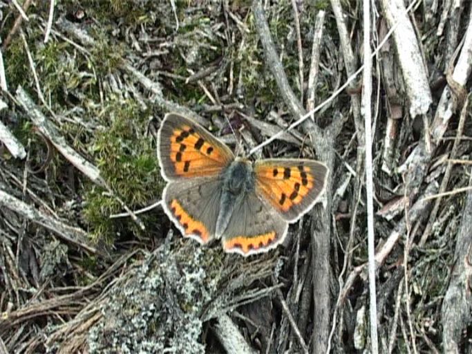 Kleiner Feuerfalter ( Lycaena phlaeas ) : Nieuw Bergen NL, Nationalpark De Maasduinen, 26.08.2007